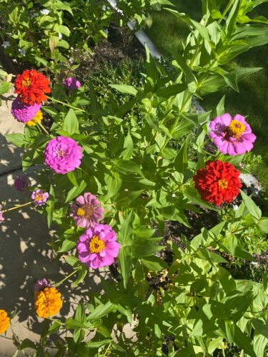 Giant Dahlia Flowered Mix - Zinnia Seed photo review