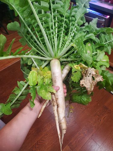 Summer Cross No. 3 - (F1) Radish Seed photo review