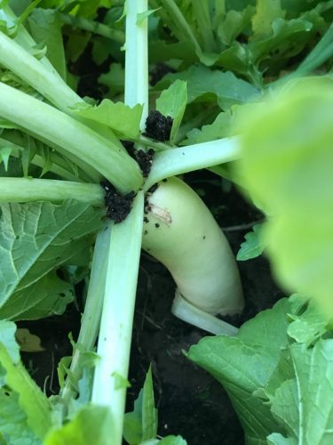 Miyashige - Radish Seed photo review