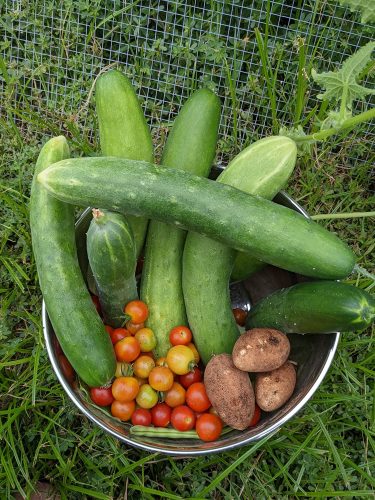 Sunpeach - (F1) Tomato Seed photo review