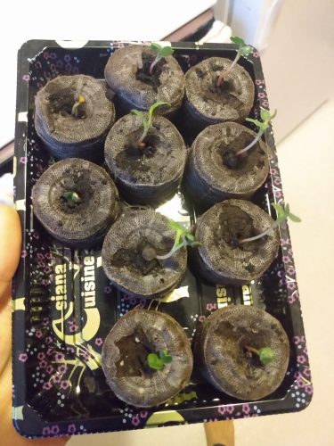 Shunkyo Semi-Long - Radish Seed photo review