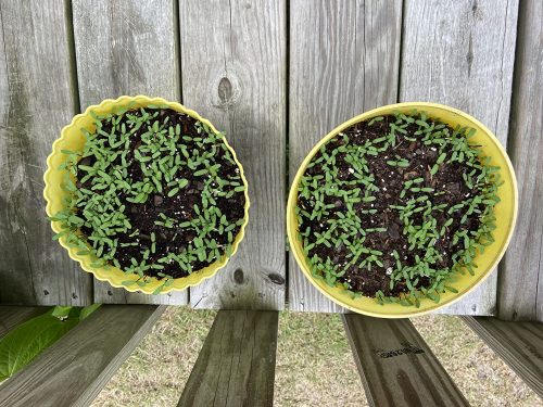 Queen Sophia - Marigold Seed photo review