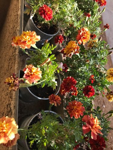 Durango Outback Mix - Marigold Seed photo review