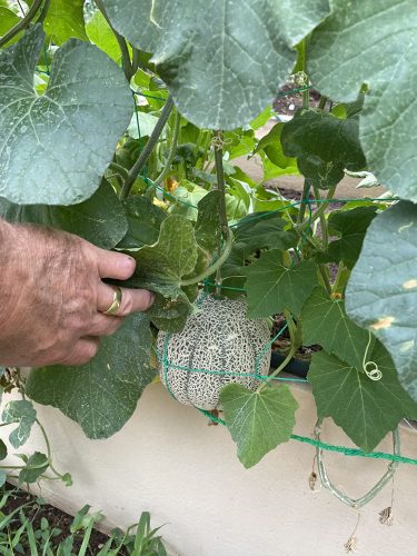 French Orange Hybrid Bitter Melon Seeds photo review