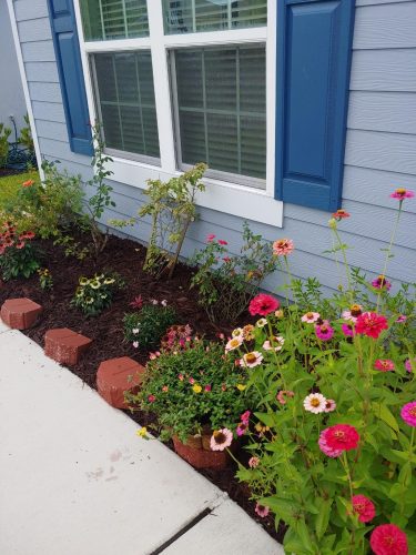 Giant Dahlia Flowered Mix - Zinnia Seed photo review
