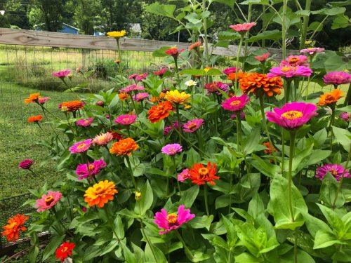 Giant Dahlia Flowered Mix - Zinnia Seed photo review