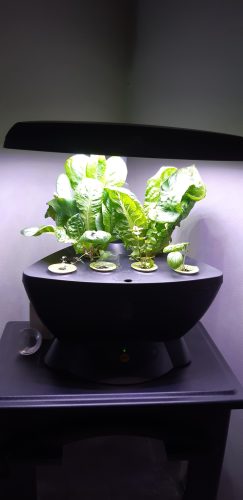 Sparx - Lettuce Seed photo review
