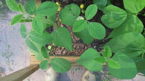Karikachi - Soybean Seed photo review