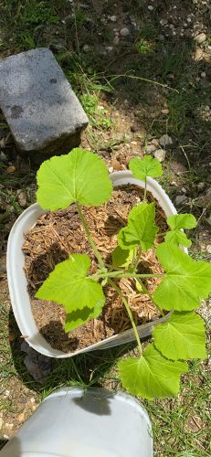 Iznik - (F1) Cucumber Seed photo review