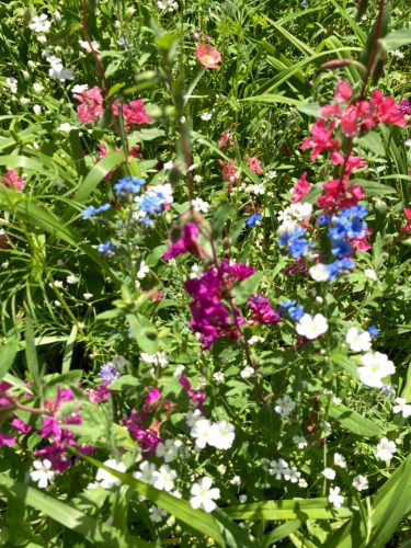 Bee Feed Mix - Flower Seed photo review