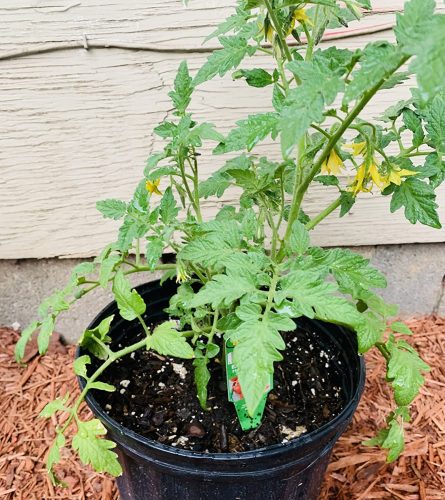 Galahad - Organic (F1) Tomato Seed photo review