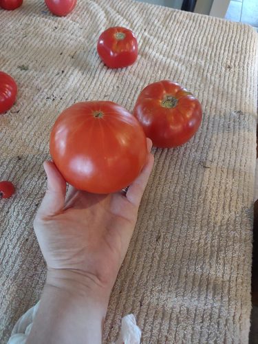Martha Washington - Organic Tomato Seed photo review