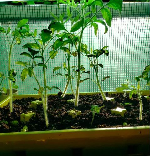 Galahad - Organic (F1) Tomato Seed photo review
