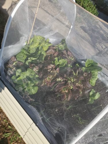 Dragoon - Organic Lettuce Seed photo review