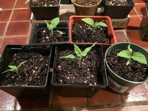 BHN 1021 - (F1) Tomato Seed photo review