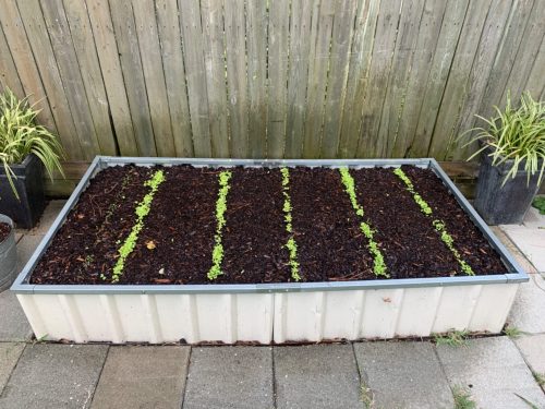 Five Star Greenhouse Lettuce Mix - Lettuce Seeds photo review