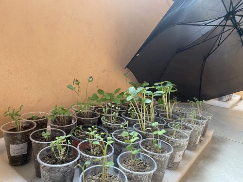Tasty Jade - (F1) Cucumber Seed photo review