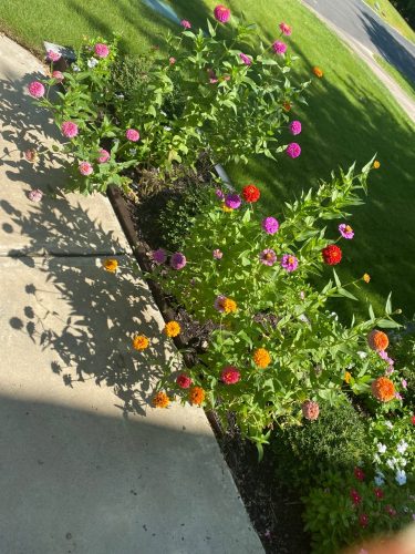 Giant Dahlia Flowered Mix - Zinnia Seed photo review