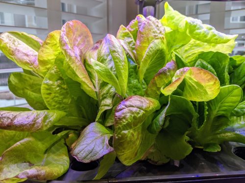 Little Gem-Type Trio - Bibb Lettuce Varieties photo review