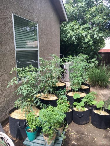 Grand Marshall - (F1) Tomato Seed photo review