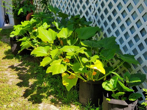 Zephyr - (F1) Yellow Summer Squash Seed photo review