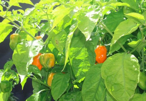Milena - Organic (F1) Bell Pepper Seed photo review