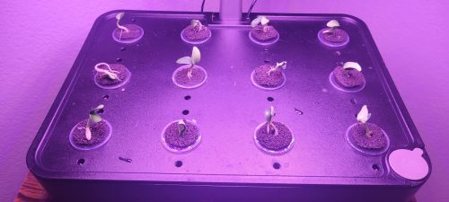 Nokya - (F1) Cucumber Seed photo review