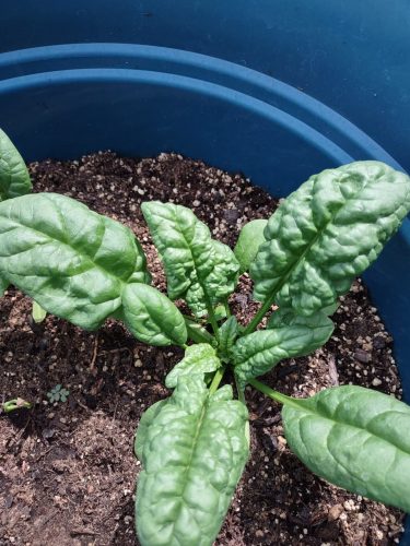 Bloomsdale - Spinach Seed photo review