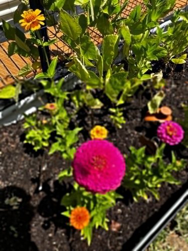 Giant Dahlia Flowered Mix - Zinnia Seed photo review
