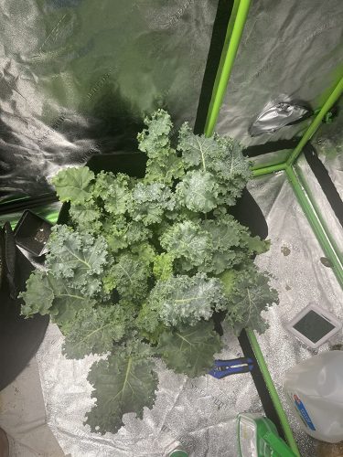Siberian - Kale Seed photo review