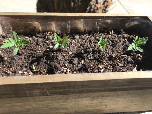 Queen Sophia - Marigold Seed photo review
