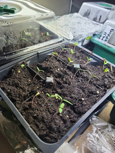 Speckled Roman - Organic Tomato Seed photo review