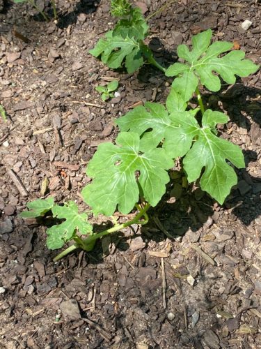 Little Baby Flower - (F1) Watermelon Seed photo review
