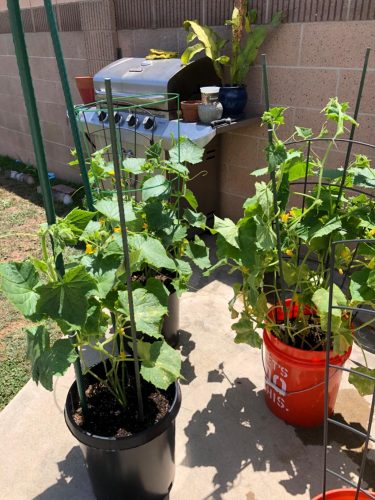 Amiga - (F1) Cucumber Seed photo review
