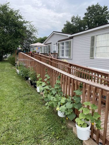 Harmonie - (F1) Cucumber Seed photo review