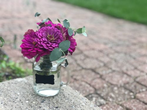 Oklahoma Carmine - Zinnia Seed photo review