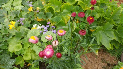 Sultane Mix - Strawflower Seed photo review