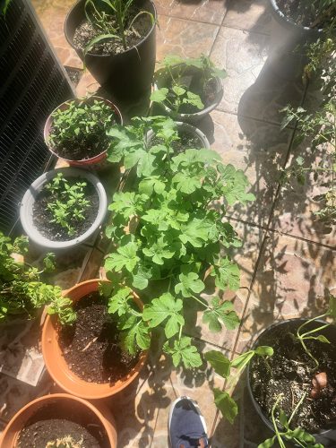 Little Baby Flower - (F1) Watermelon Seed photo review