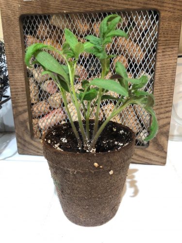 Bigdena - (F1) Tomato Seed photo review