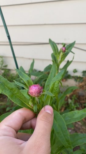 Silvery Rose - Strawflower Seed photo review