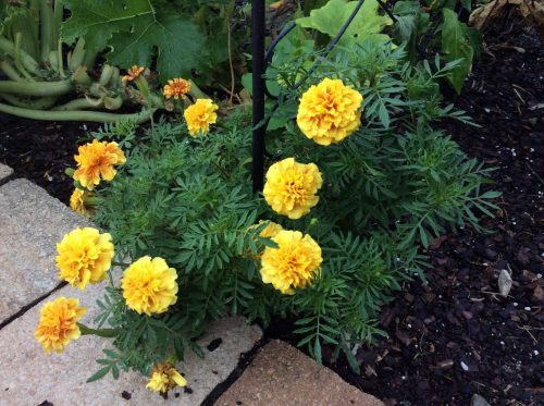 Giant Yellow - Marigold Seed photo review