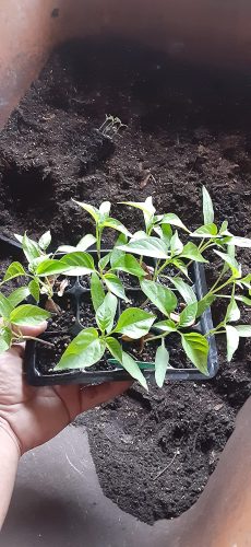 Charger - (F1) Anaheim Pepper Seed photo review