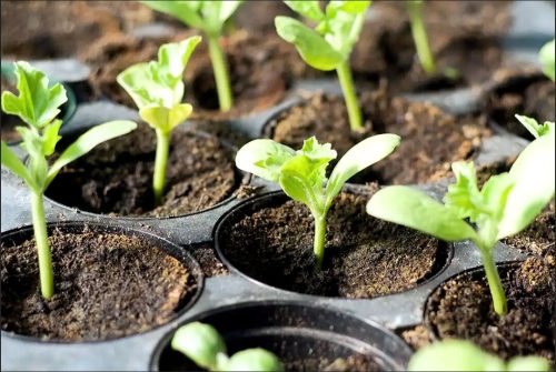 Nokya - (F1) Cucumber Seed photo review