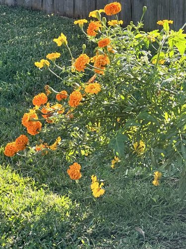 Coco? Gold - (F1) Marigold Seed photo review