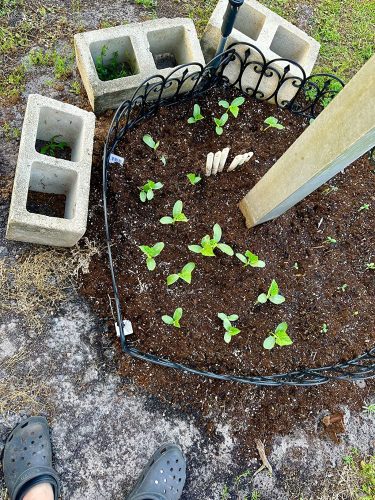 Corinto - Organic (F1) Cucumber Seed photo review