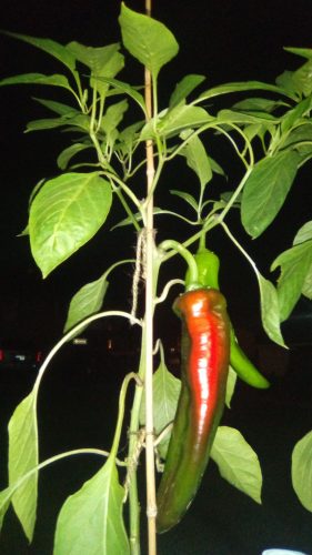 Numex Joe E Parker - Organic Anaheim Pepper Seed photo review