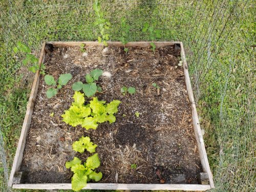 Nevada - Lettuce Seed photo review