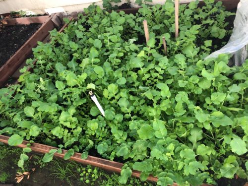 Miyashige - Radish Seed photo review
