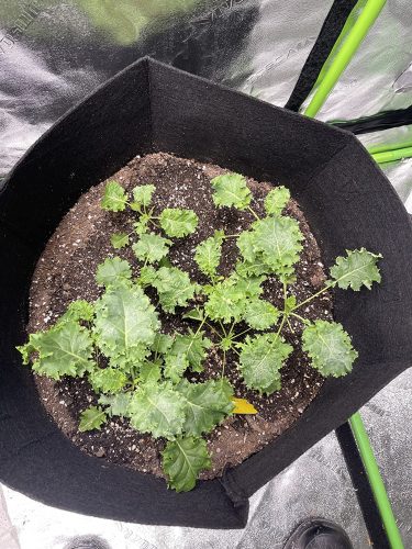 Siberian - Kale Seed photo review