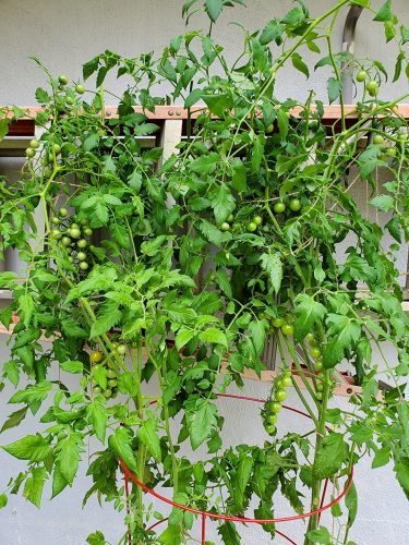 Sunpeach - (F1) Tomato Seed photo review